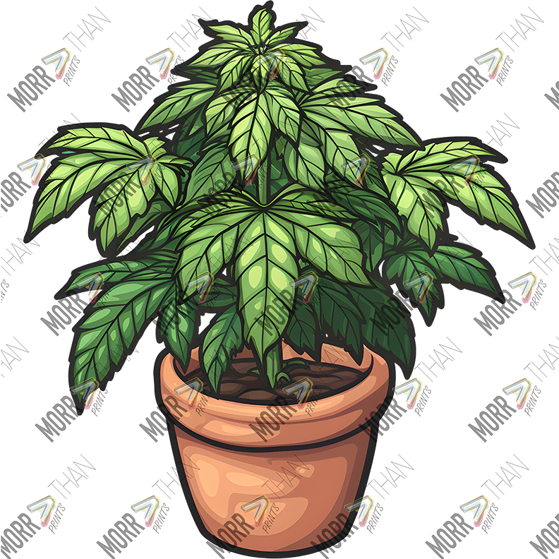 Potted Marijuana Plant