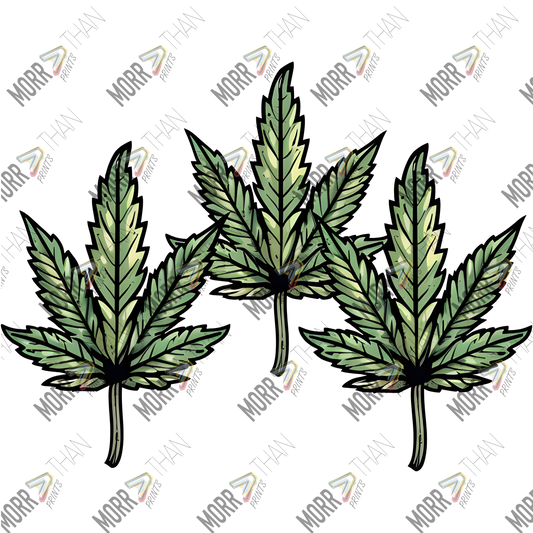 Three Marijuana Leaves